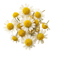 Chamomile