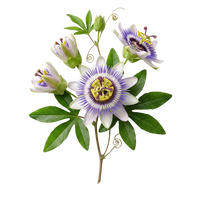 Passionflower